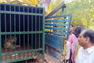 Another leopard trapped and caught in Tirupati